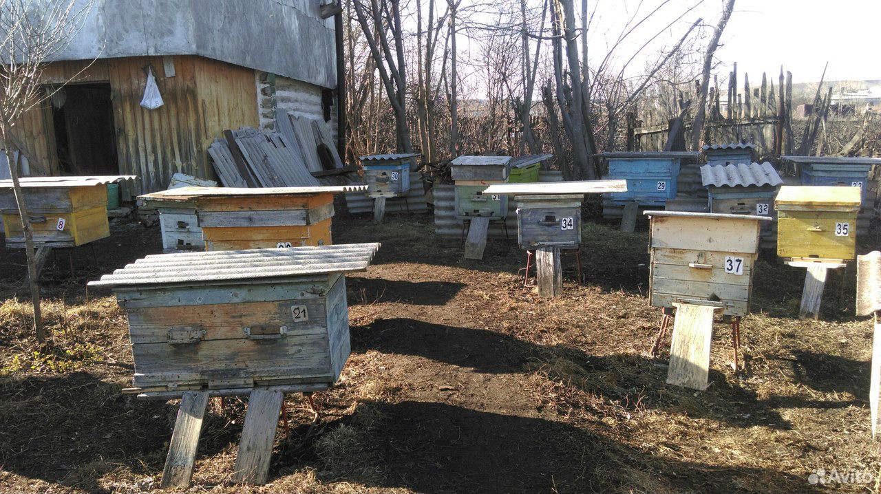 Пчелосемья с 10-12 рамами купить на Зозу.ру - фотография № 2