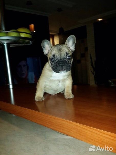 помчи черный с белым. доберман в добрые руки бесплатно новосибирск. саранск овчарка служебная в добрые руки. фотографии город сочи с животными. животные обитающие в дендрарии сочинском.