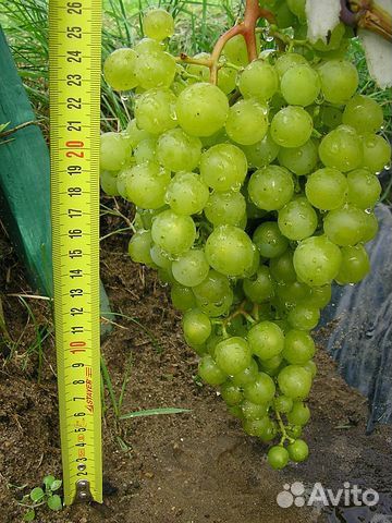 Саженцы винограда лучших сортов(вегетирующие) купить на Зозу.ру - фотография № 3
