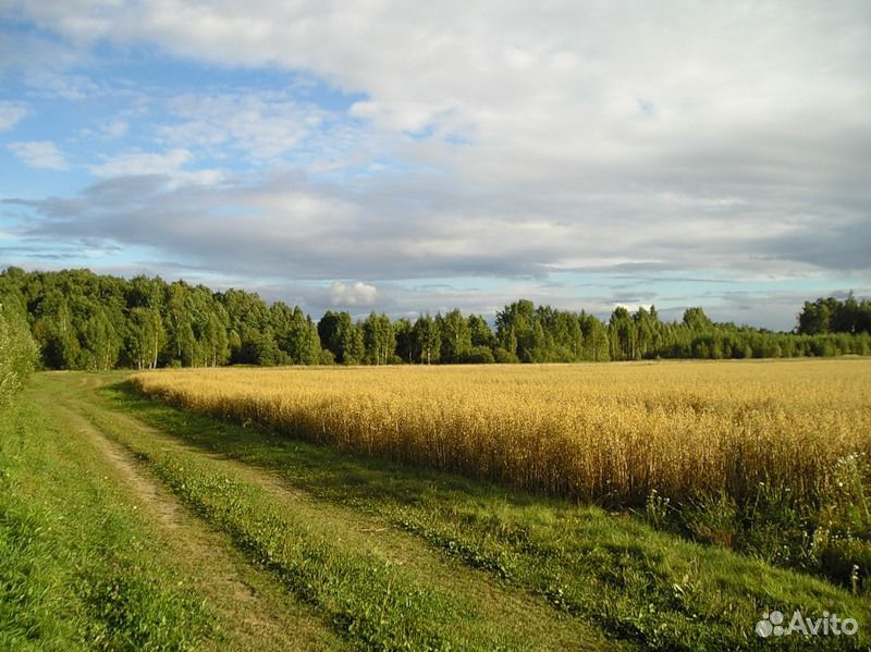 Деревня раменский. Раменский район ,поле. Поля в Раменском районе. Воскресенские поля. Красивые поля в Раменском районе.