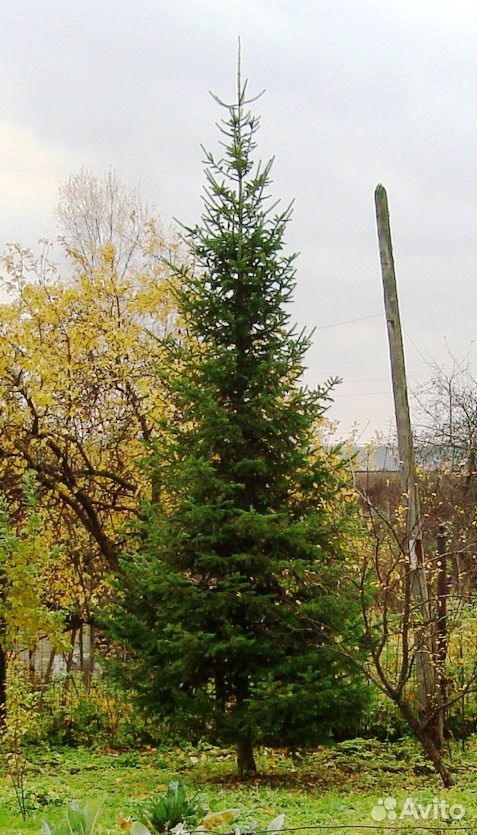 Пихта сибирская с шишками, 7-8 метров купить на Зозу.ру - фотография № 1