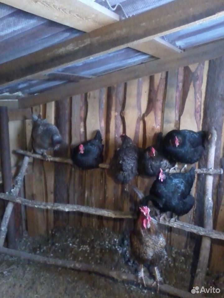 Крупные цыплята купить на Зозу.ру - фотография № 2