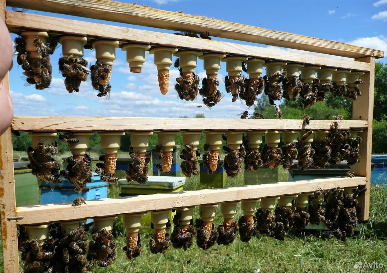 Пчелы карника, отводки, матки, пчелопакеты купить на Зозу.ру - фотография № 1