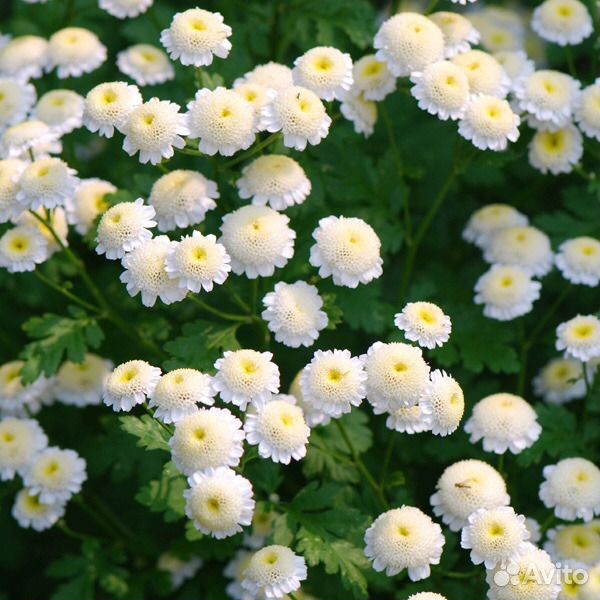 Цветы садовые многолетние купить на Зозу.ру - фотография № 7