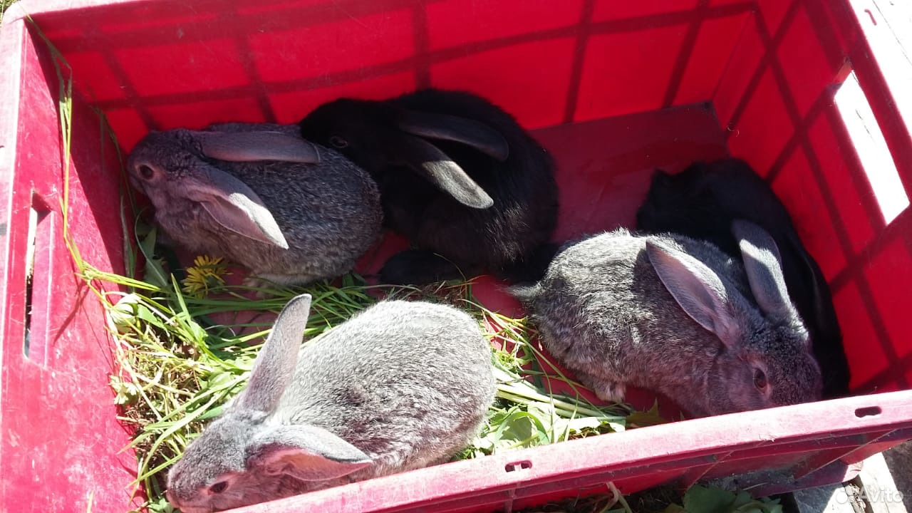 Кролики, крольчихи на племя купить на Зозу.ру - фотография № 1