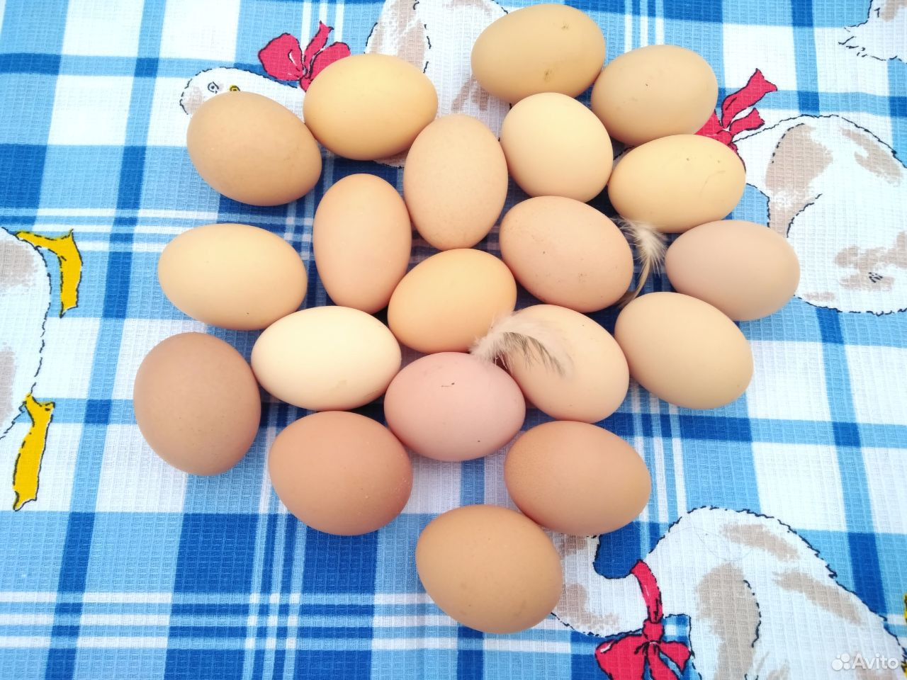 Домашние куриное яйцо,инкубационное яйцо,цыплята купить на Зозу.ру - фотография № 6