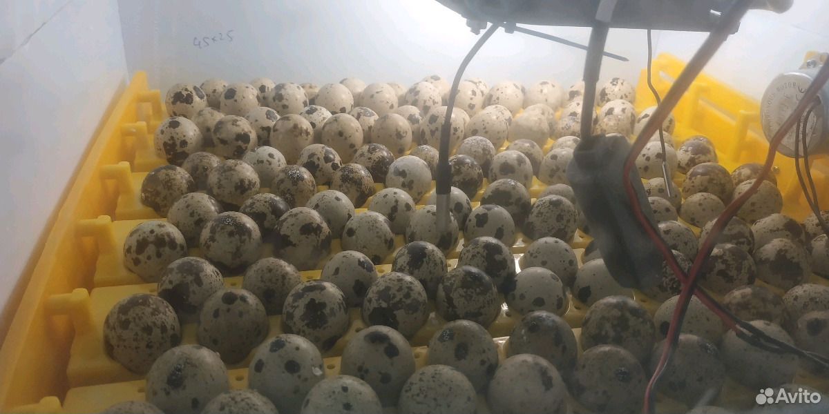 Инкубатор на 154 перепелиных яйца купить на Зозу.ру - фотография № 1