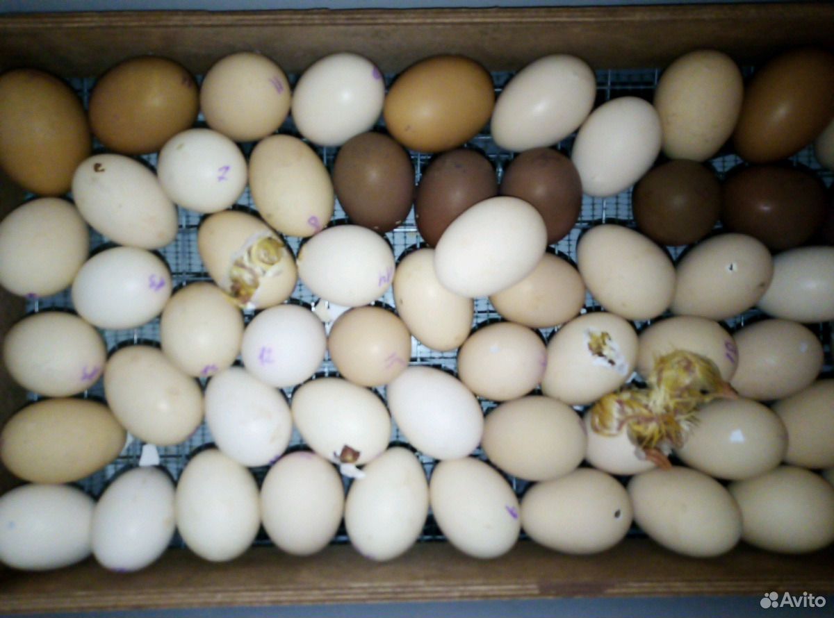Купить инкубационное яйцо в воронежской области. Инкубационное яйцо Адлерская серебристая. Яйцо Адлерской серебристой. Яйцо Адлерских кур. Адлерская порода кур яйцо.