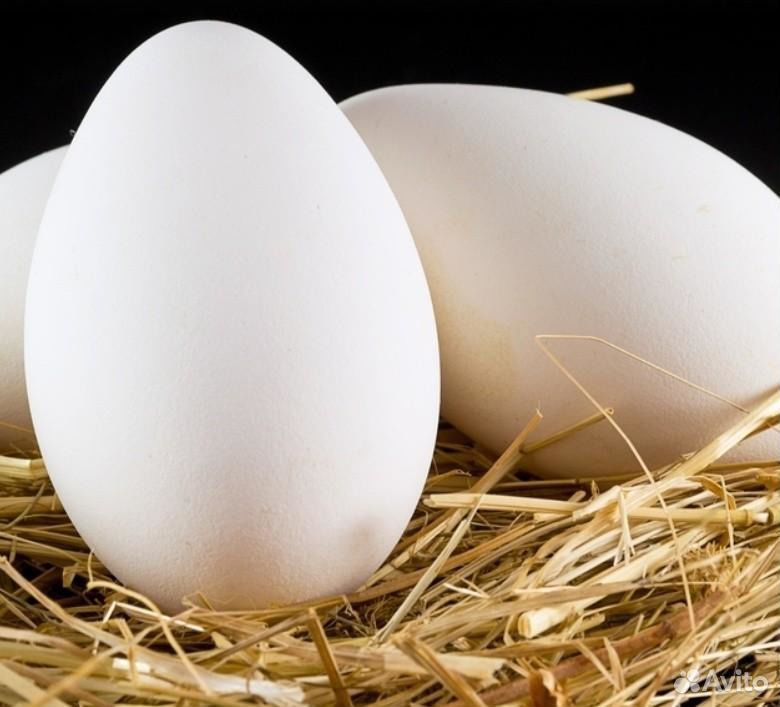 Инкубационное яйцо гусей купить на Зозу.ру - фотография № 1