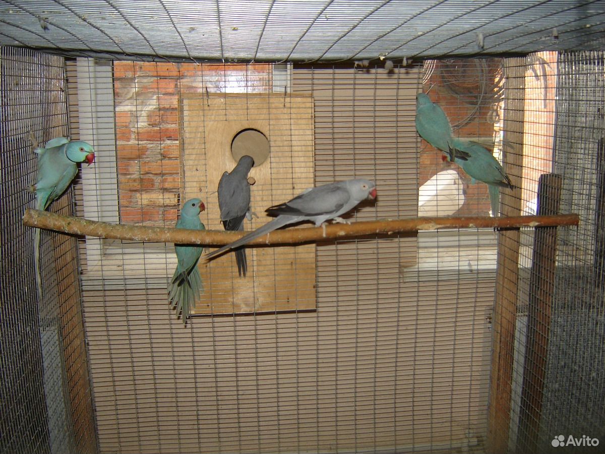 Попугаи ожереловые купить на Зозу.ру - фотография № 2