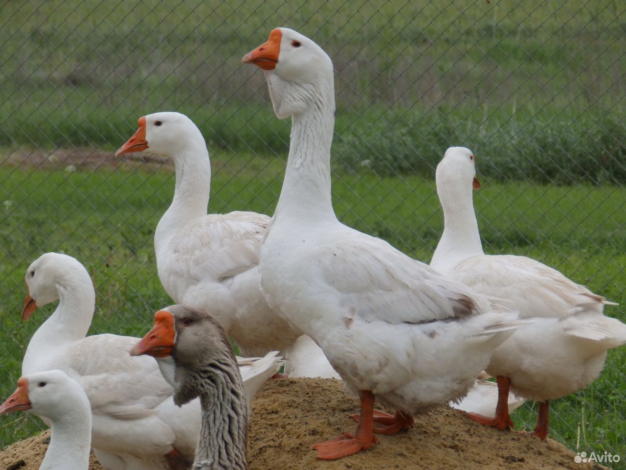 гусь. линдовская порода гусей. красивый гусь. кубанская порода гусей. гергуль гусь.