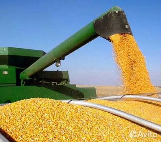 Кукуруза урожай 2019 купить на Зозу.ру - фотография № 3