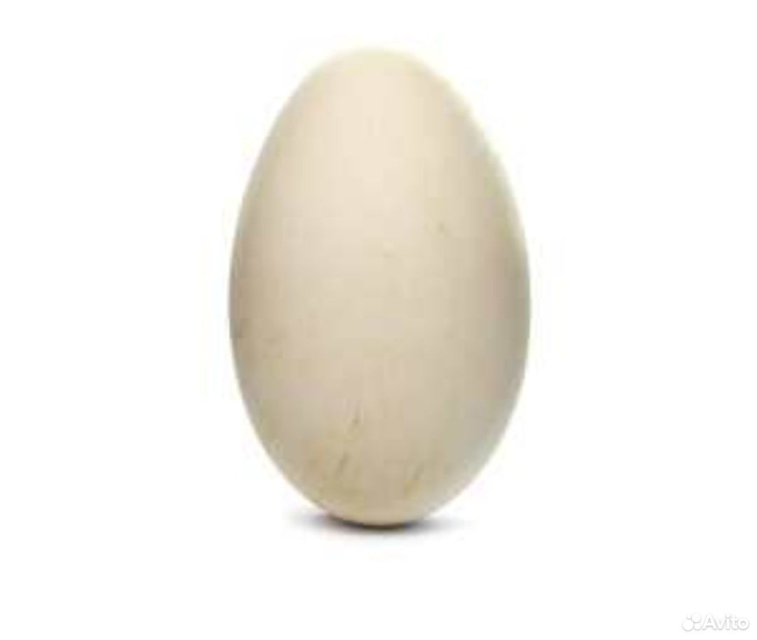 Гусиное яйцо купить на Зозу.ру - фотография № 2