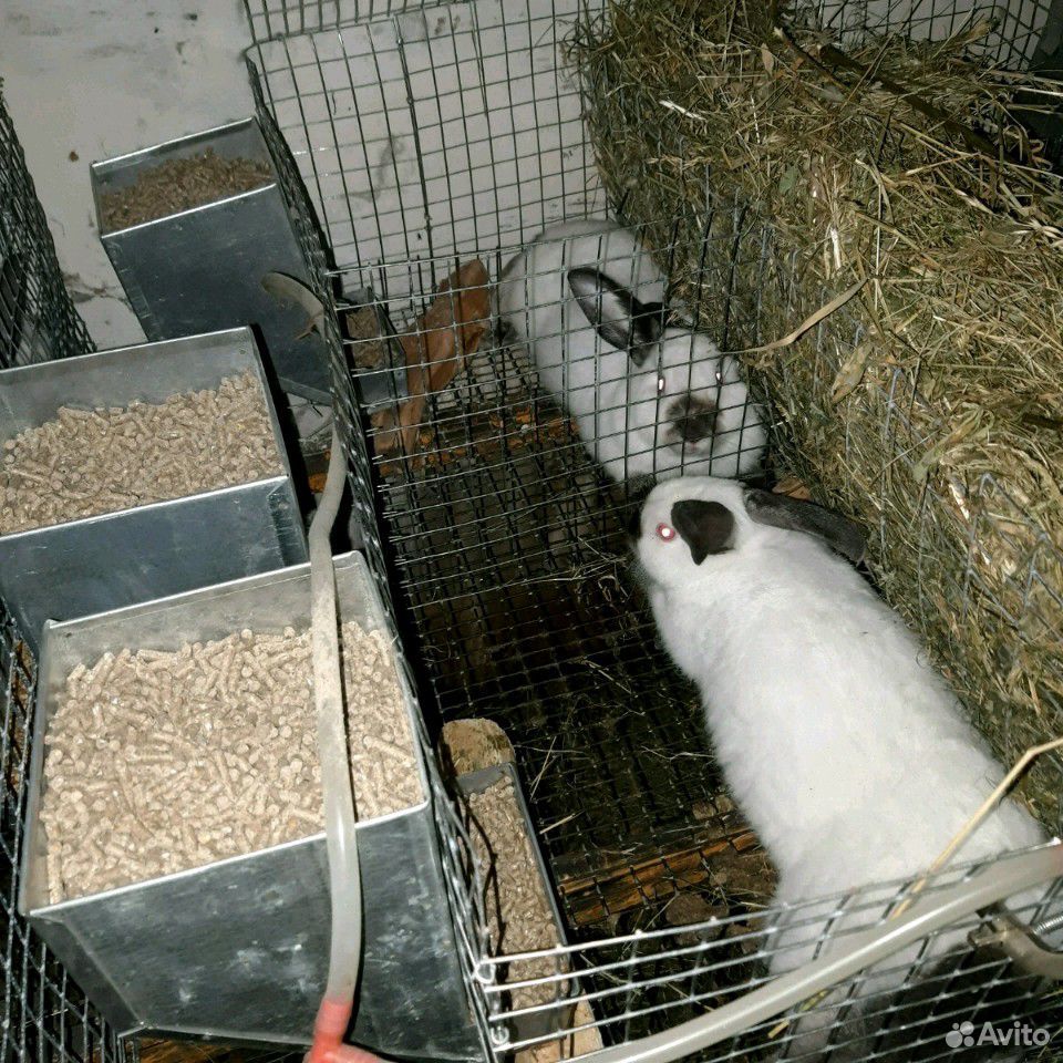 Кролики ферма купить на Зозу.ру - фотография № 10