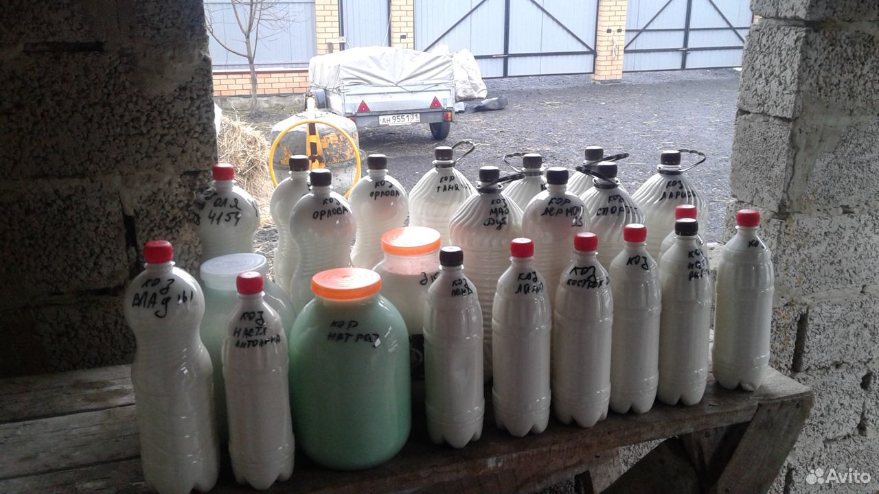 Молоко от нубийских коз купить на Зозу.ру - фотография № 4