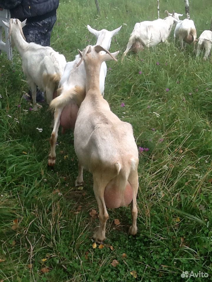 Высоко удойные козы купить на Зозу.ру - фотография № 2