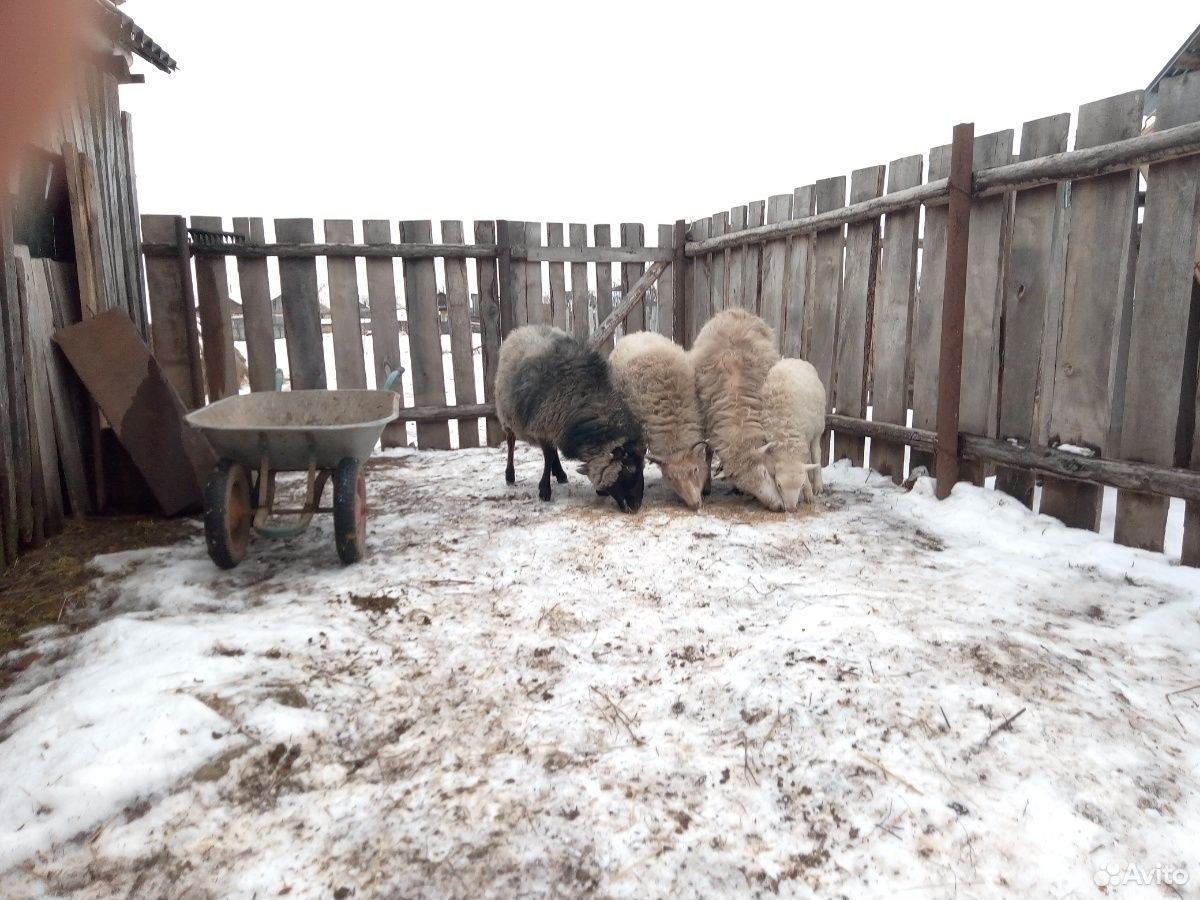 Овцы, порода не известная купить на Зозу.ру - фотография № 1