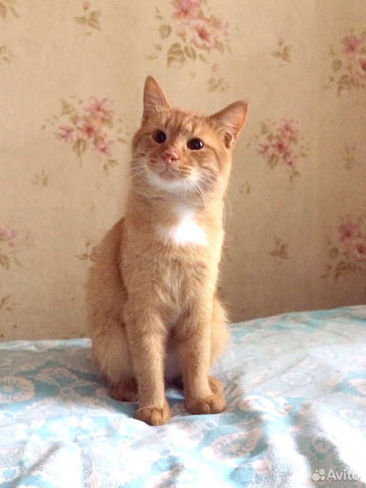 Рыжик-кот купить на Зозу.ру - фотография № 2
