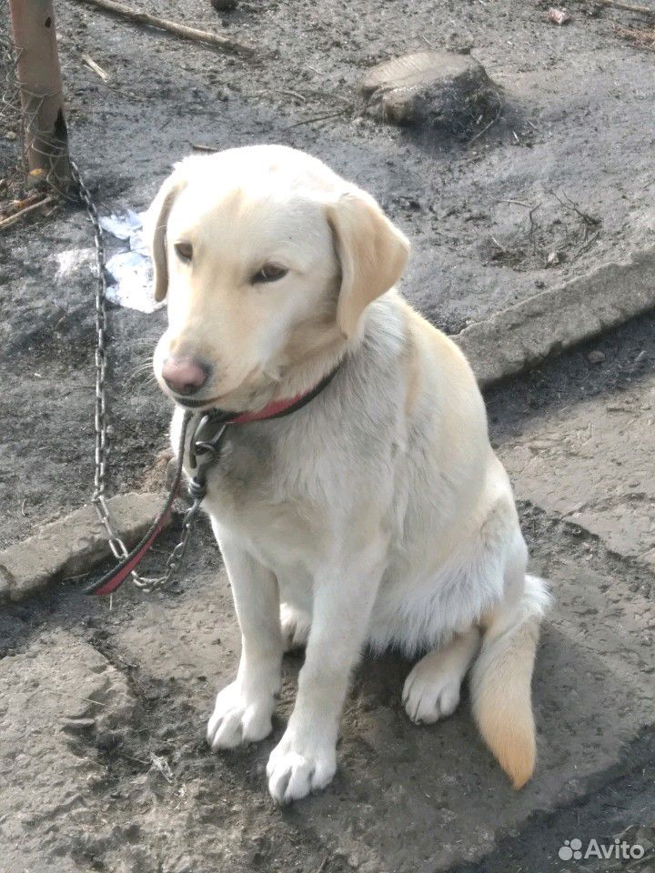 Собака лабрадор купить на Зозу.ру - фотография № 9