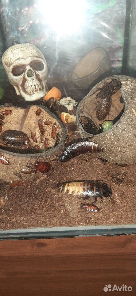Тараканы, разные виды купить на Зозу.ру - фотография № 7