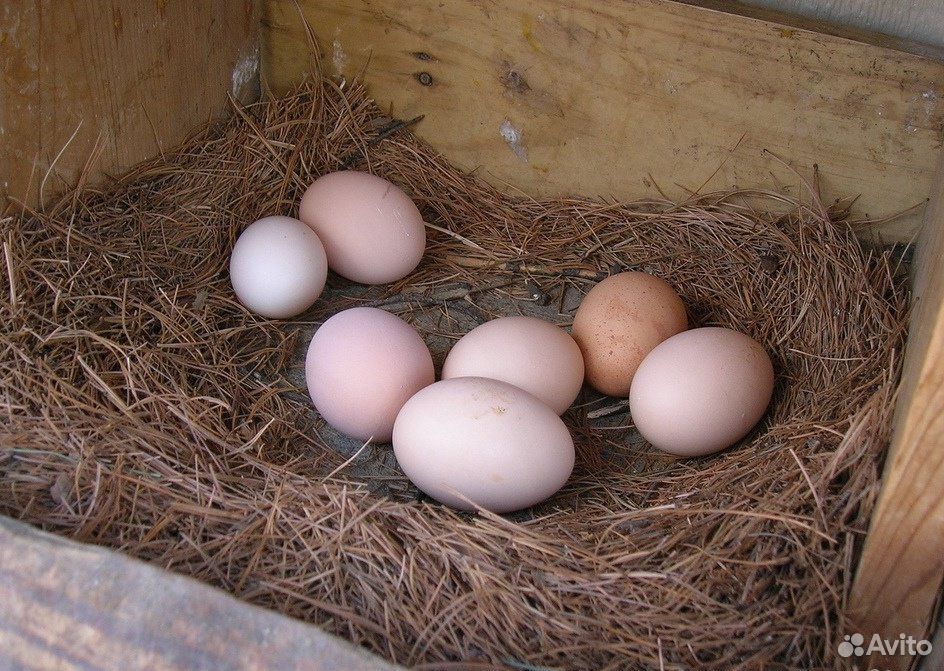 Яйца от домашних кур, диетическое, свежее, десяток купить на Зозу.ру - фотография № 3