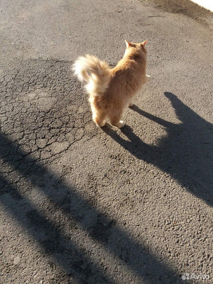 Кошка, похожа на мейнкуна купить на Зозу.ру - фотография № 3
