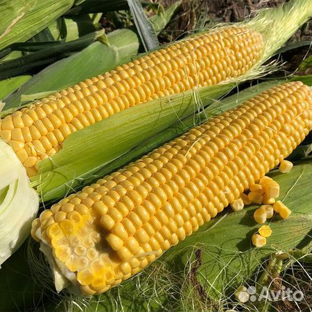 Сахарная кукуруза купить на Зозу.ру - фотография № 1