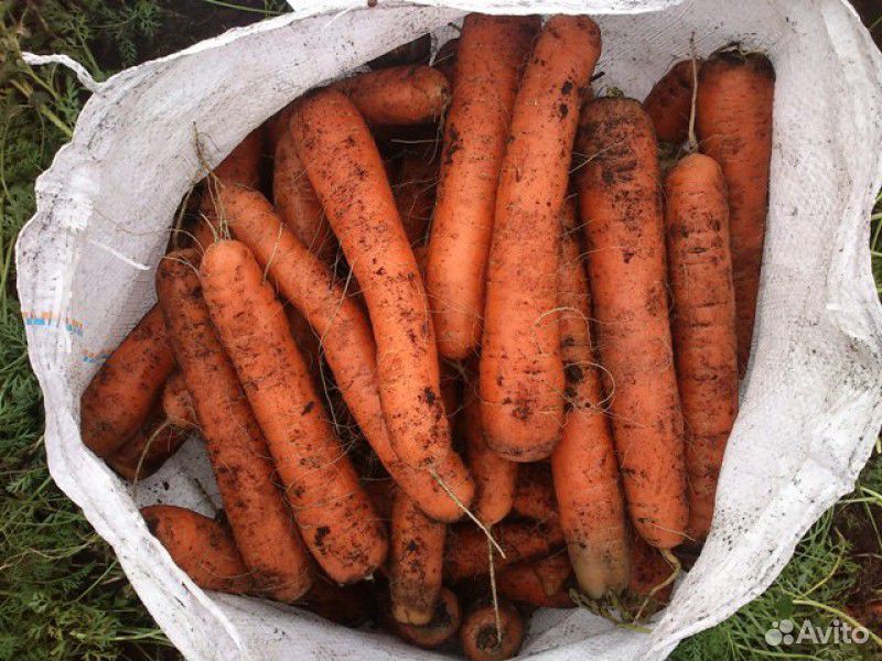 Морковь деревенская купить на Зозу.ру - фотография № 2
