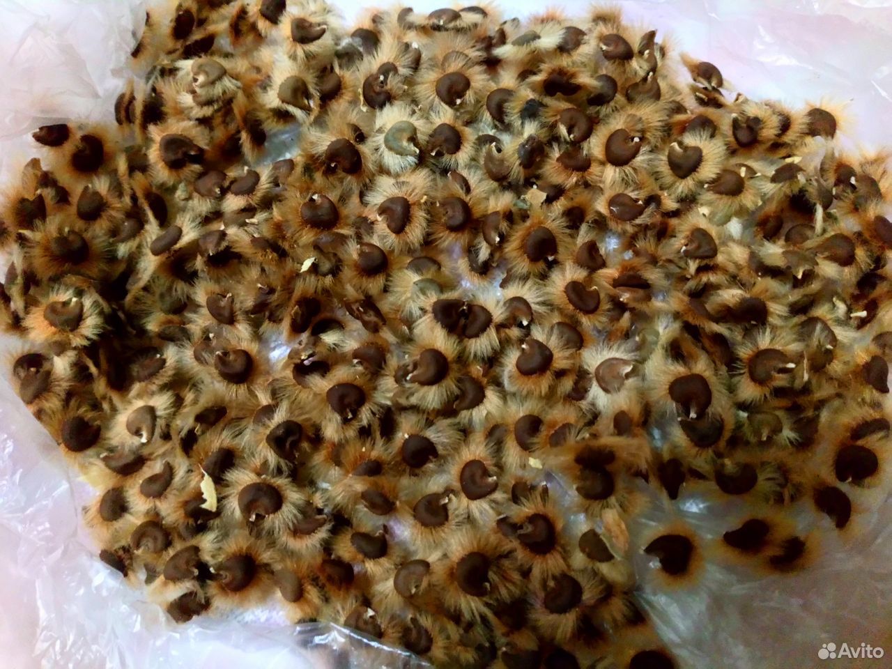 Купить Семена Гибискуса На Озон