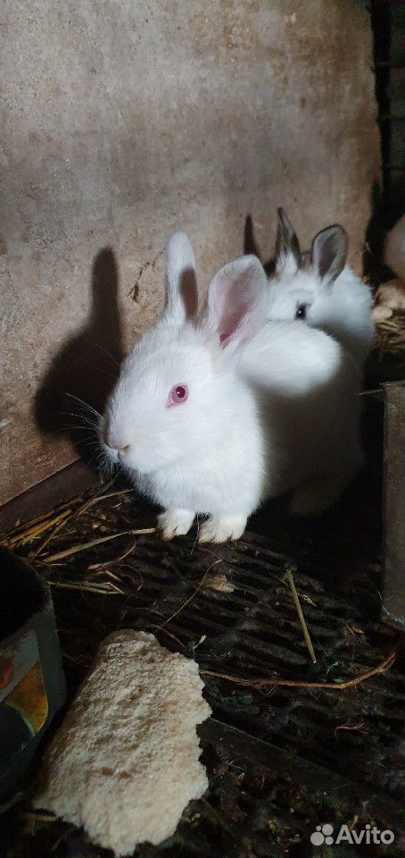 Крольчата, кролики купить на Зозу.ру - фотография № 2