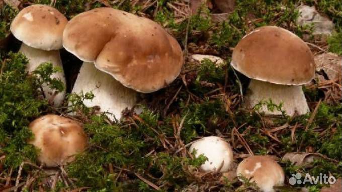 Сушёные грибы ассорти(красноголовики+белые) 100 гр купить на Зозу.ру - фотография № 2