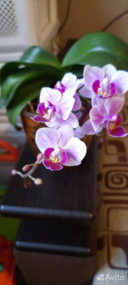 Орхидея купить на Зозу.ру - фотография № 2