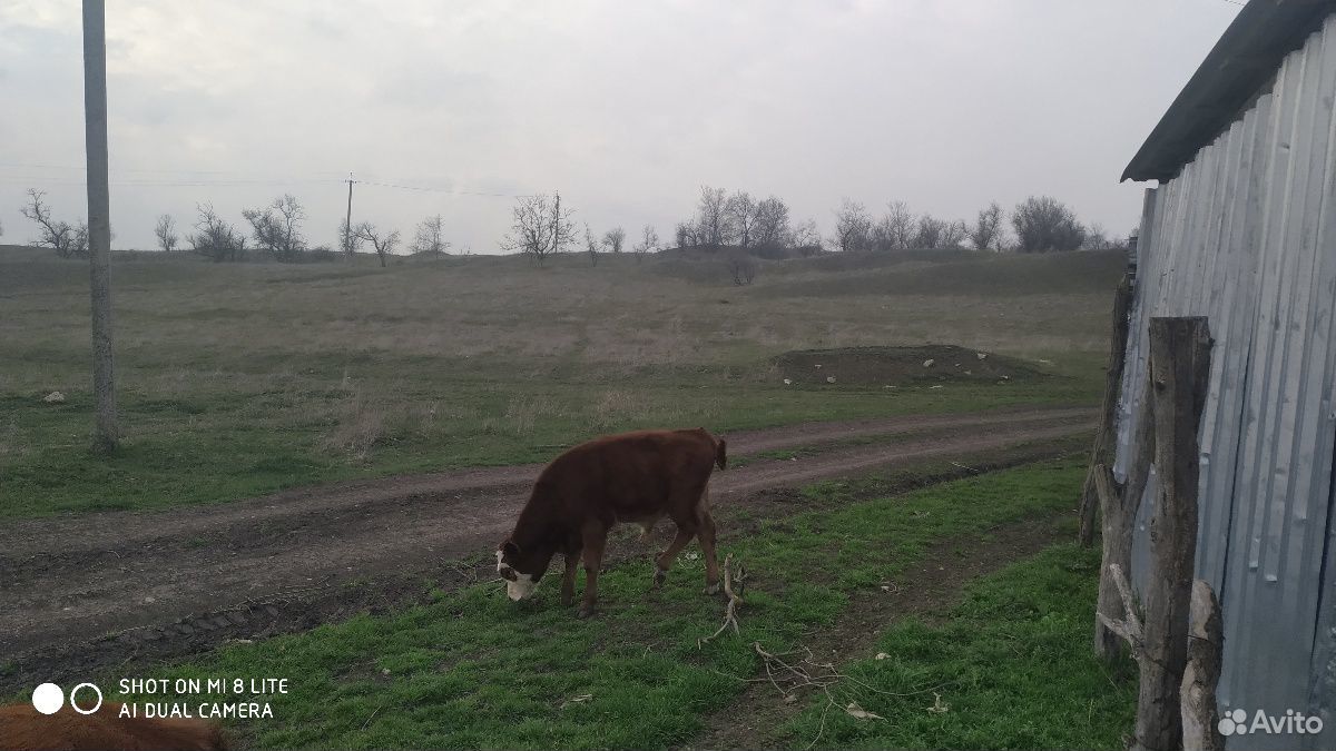 Коровы телки купить на Зозу.ру - фотография № 1