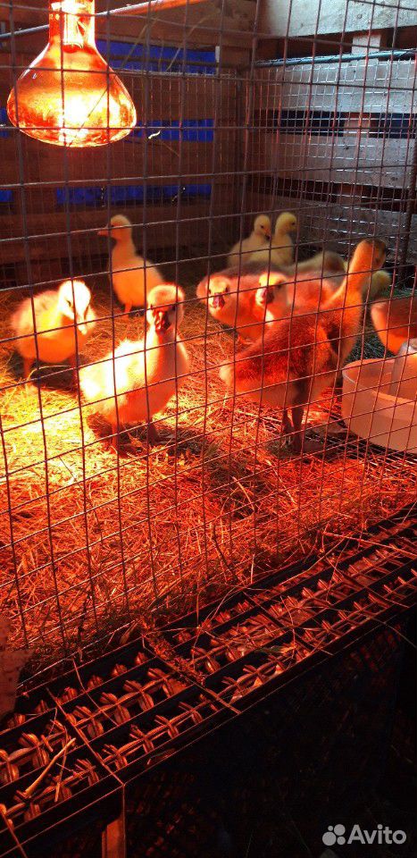 Инкубационные яйца гусей купить на Зозу.ру - фотография № 4