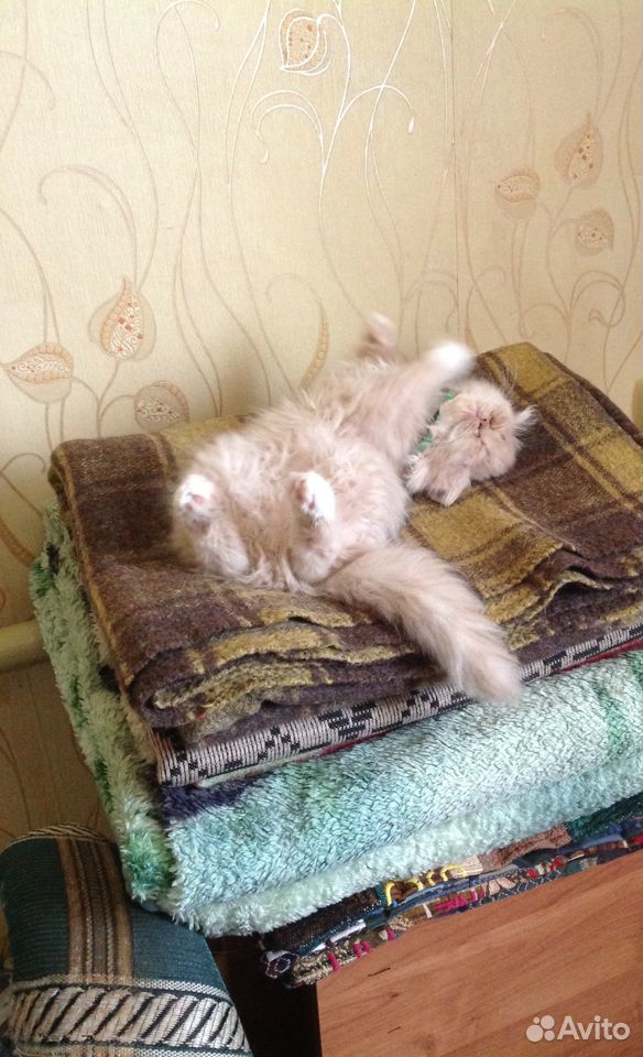 Персидский кот купить на Зозу.ру - фотография № 1