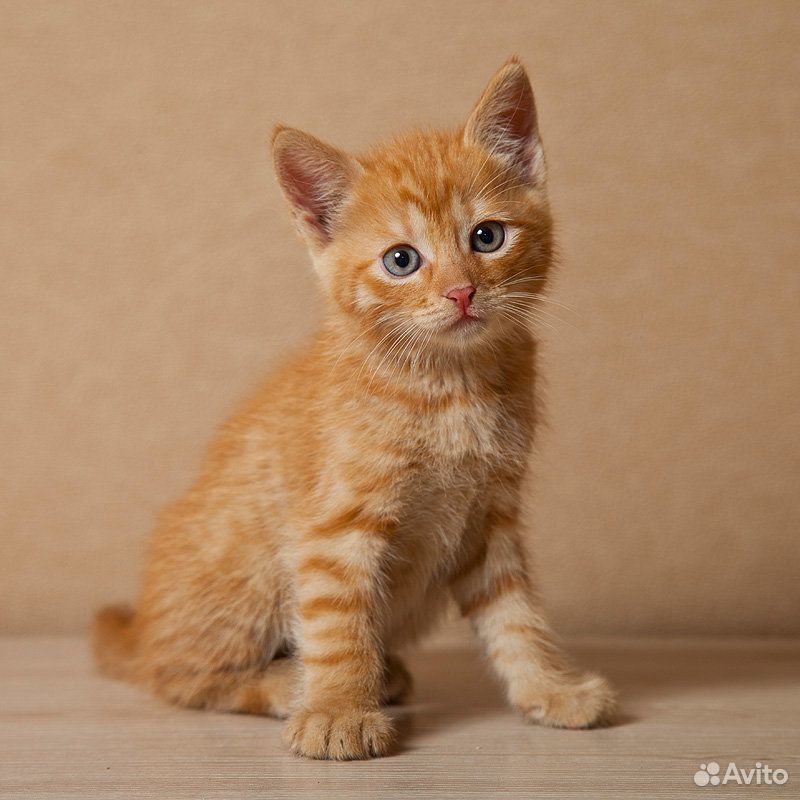 Ищу рыжего котёнка купить на Зозу.ру - фотография № 1