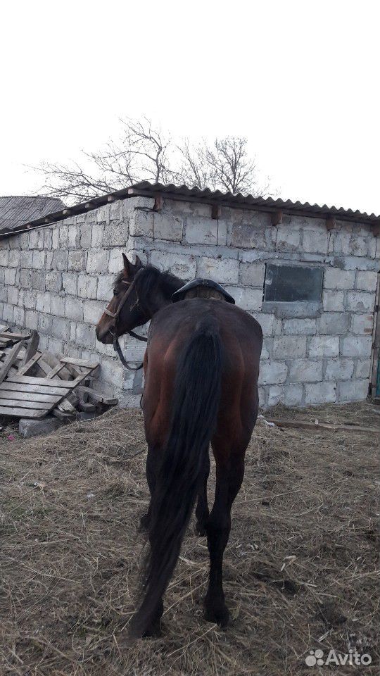 Лошадь купить на Зозу.ру - фотография № 4
