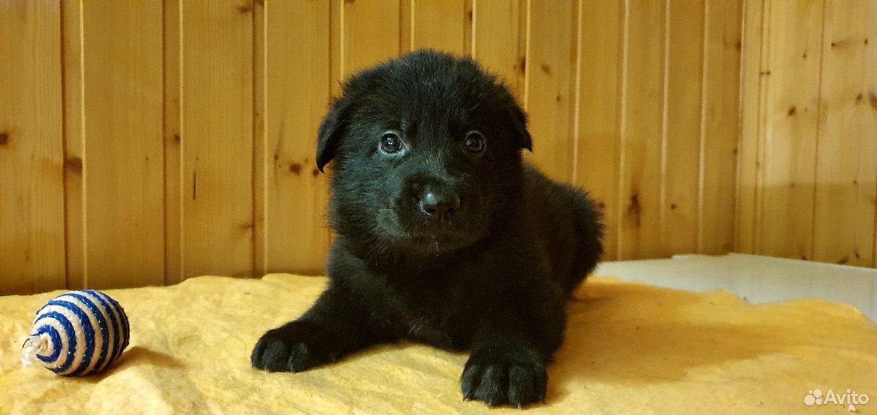 Щенки без документов. Валдай щенок.