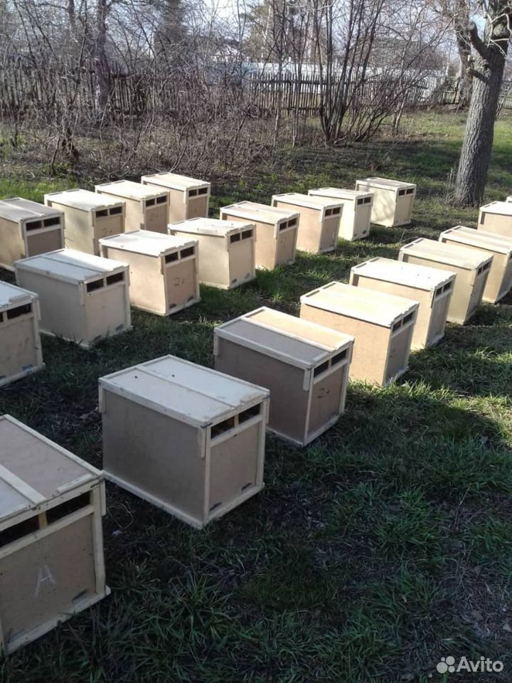 Пчелопакеты купить на Зозу.ру - фотография № 2