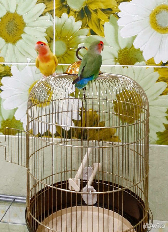 Продам попугаев с клеткой купить на Зозу.ру - фотография № 4