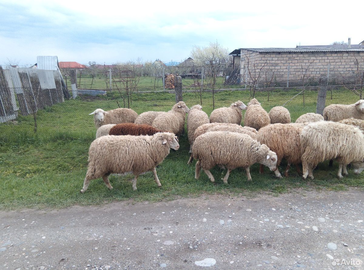 Овцы молодые валушки купить на Зозу.ру - фотография № 2