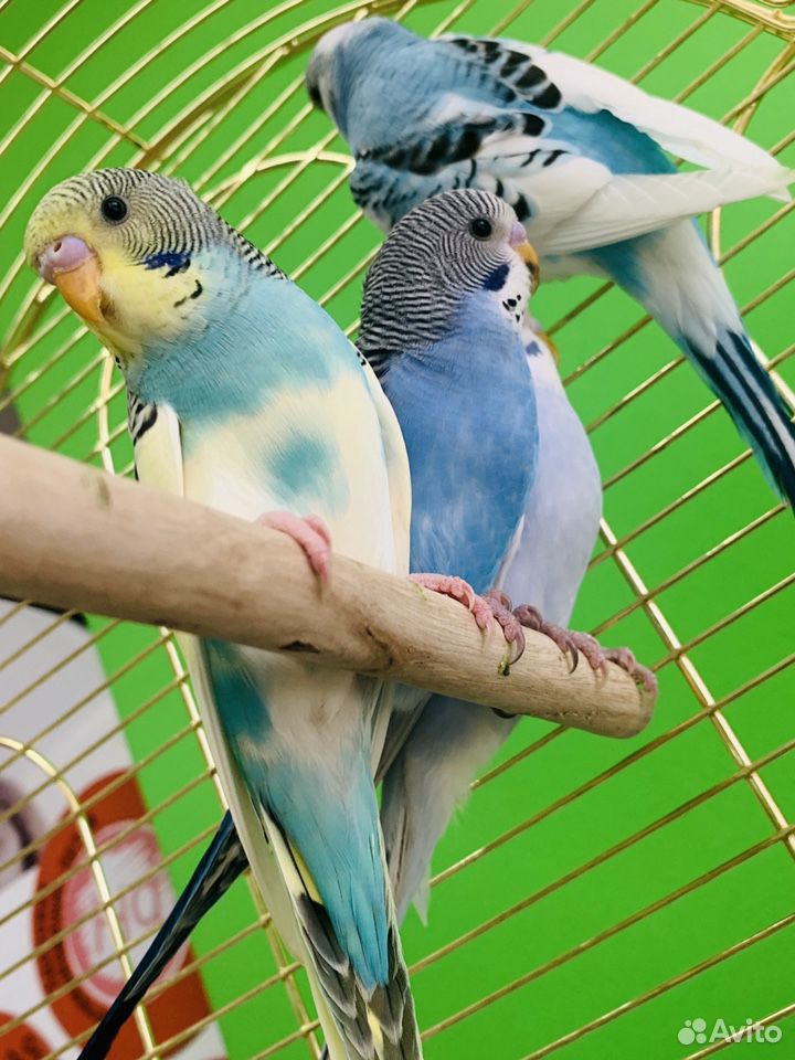 Попугаи и все необходимое для них купить на Зозу.ру - фотография № 2