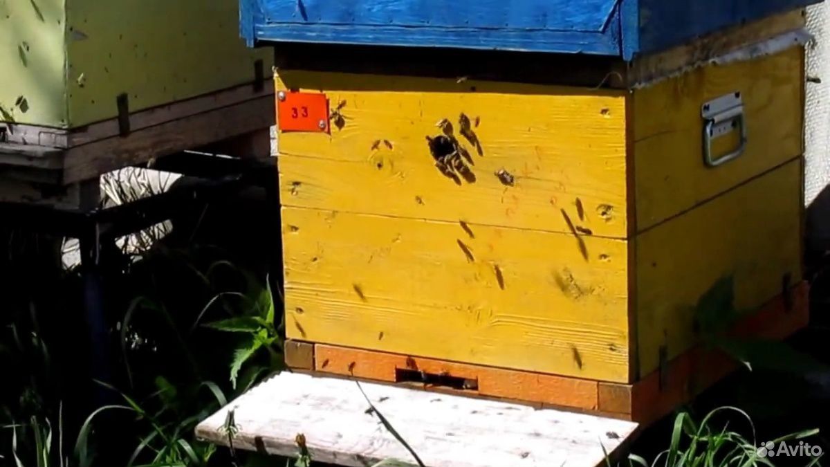 Продам пчел, пчелосемьи на выбор купить на Зозу.ру - фотография № 1