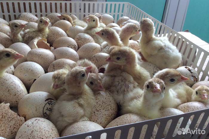 Индюшата из импортного яйца купить на Зозу.ру - фотография № 1