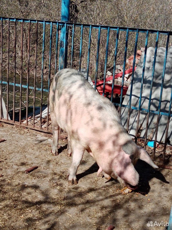 Свиноматки купить на Зозу.ру - фотография № 1