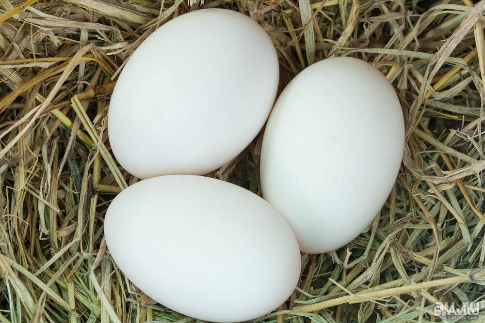 Гусиные яйца для инкубатора купить на Зозу.ру - фотография № 1