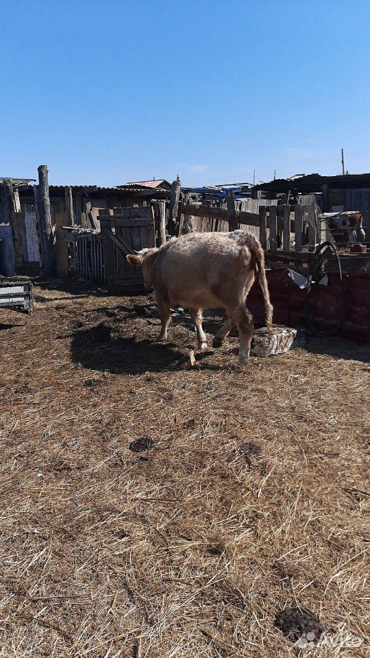 Корова Корова с теленком полгода тёлочка ещё три к купить на Зозу.ру - фотография № 1