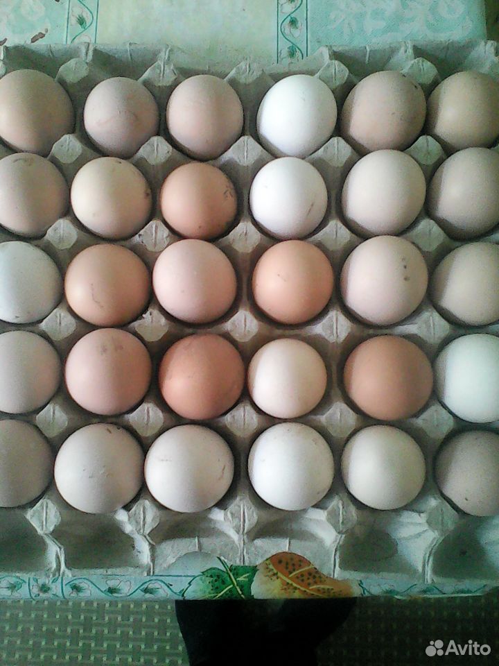 Инкубационное яйцо домашних кур купить на Зозу.ру - фотография № 1