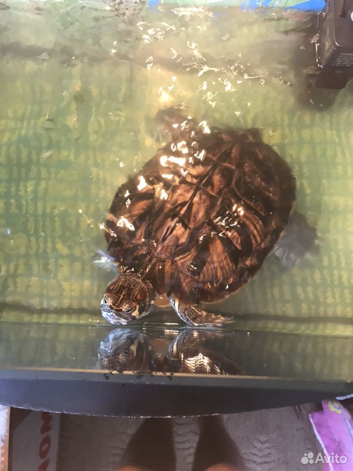 Черепаха краусноухая с аквариумом 60л купить на Зозу.ру - фотография № 4