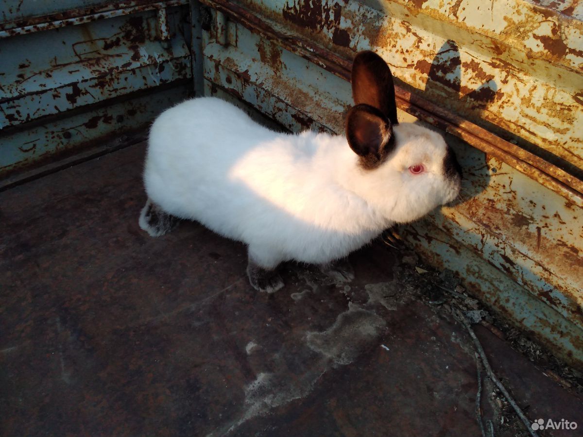 Кролики Калифорния купить на Зозу.ру - фотография № 1